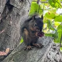 allthehappysquirrels avatar