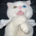 iqo.