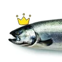 lord_salmon77 avatar