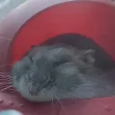 makutin_perekutin avatar