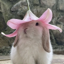 avatar feli