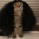 vlinlavr