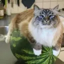 Аватар kotnaarbyzee