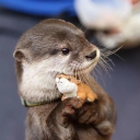 OtterBot