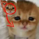 chat's Discord avatar