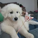 cooperfnt