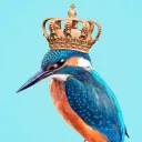 kingfisher_eye