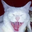 .cat3666
