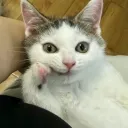 sibberton