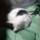 ttvsquigglesyt_