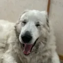 pykr