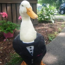 avatar Elegant duck