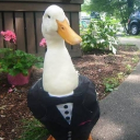avatar Elegant Duck