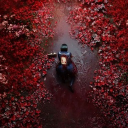 avatar L