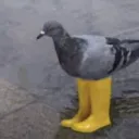 ducky_43
