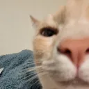 mr.orange_cat