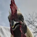 bigboyc126 avatar