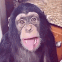 limemonkey16
