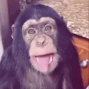 limemonkey16