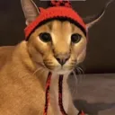 Аватар capybara767