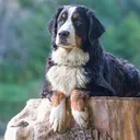 goodestfarmdog