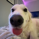 avatar ˗ˏˋ уєℓιя ˎˊ˗