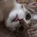 kateeeycat