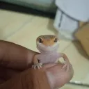 rfaa_.ripansh