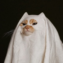 avatar بعلوق….