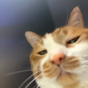 avatar بعلوق….