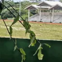 axelle_7