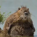 fhitx