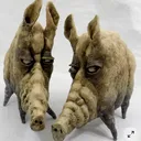 kvazapuk