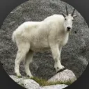 pengestux