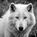 whitewolfinthesnow