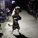 avatar 𝔠𝔲𝔯𝔰𝔦𝔳𝔢𝔢𝔢