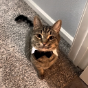 Discord Avatar