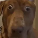 eodogos