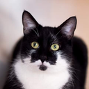 shahmao member profile picture