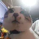 patofacheiro