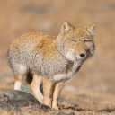 avatar walkemdownpoopyjim