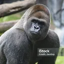 gorilla_gorilla_area_area