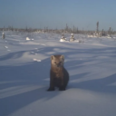 avatar ♡🎀🧸CommittingWarCrimes🧸🎀♡