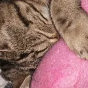chouchen_.
