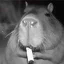 bigcapybara