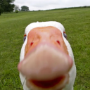 avatar Spam Goose