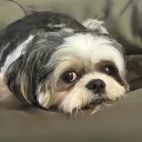 yellowbadbeast