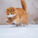 marumochi0237