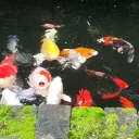 fisheatfish_