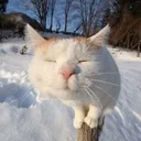 _vunter